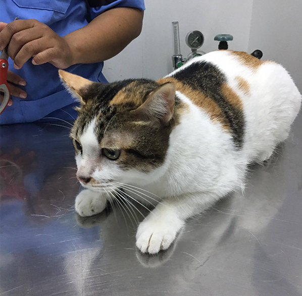 บี้เกิ้ลท้องโย้แต่คลอดไม่ออก คุณหมอช่วยด้วยข้อมูลสัตว์ป่วย “คิตตี้”เป็นแม่แมวร่างน้อย สายพันธุ์ British Shorthair เพศเมีย อายุ 1 ปี เข้ารับการรักษาที่โรงพยาบาลสัตว์ไอเว็ทด้วยอาการคลอดลำบาก โดยเจ้าของสังเกตพบว่าภายหลังจากน้องคิตตี้มีน้ำคร่ำไหลออกทางอวัยวะเ
